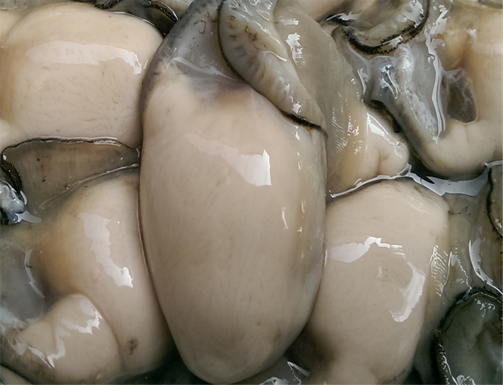 现剥新鲜牡蛎肉生蚝肉 海蛎子 海鲜水产品贝类500g 广东三斤包邮