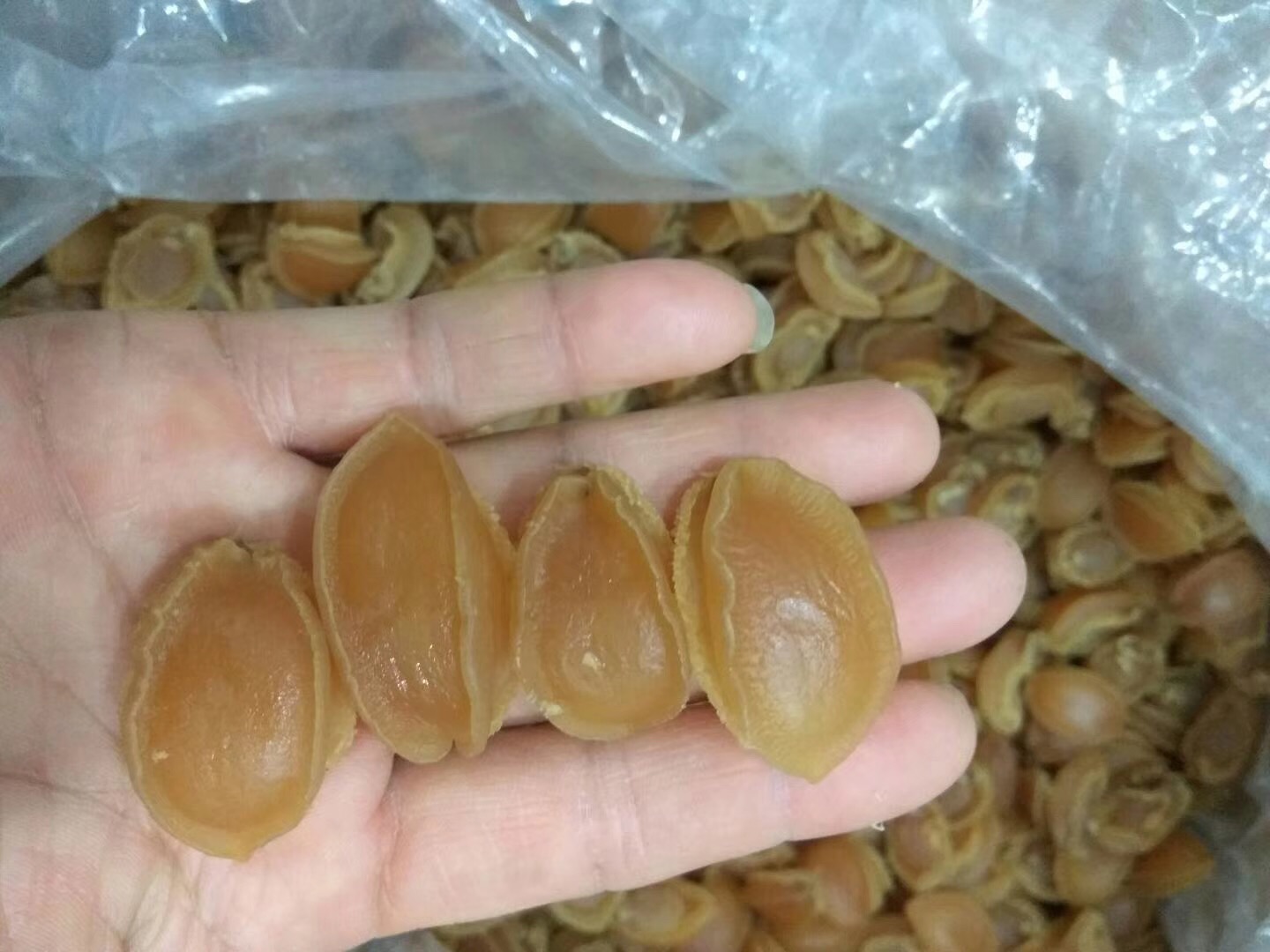 汕尾特产靓靓100头鲍鱼干海鲜干货500G