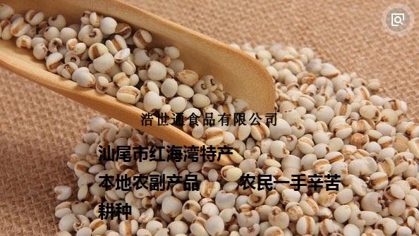 汕尾特产-薏米 薏米骨头汤用料 海丰最爱 洗选精选薏米 精细