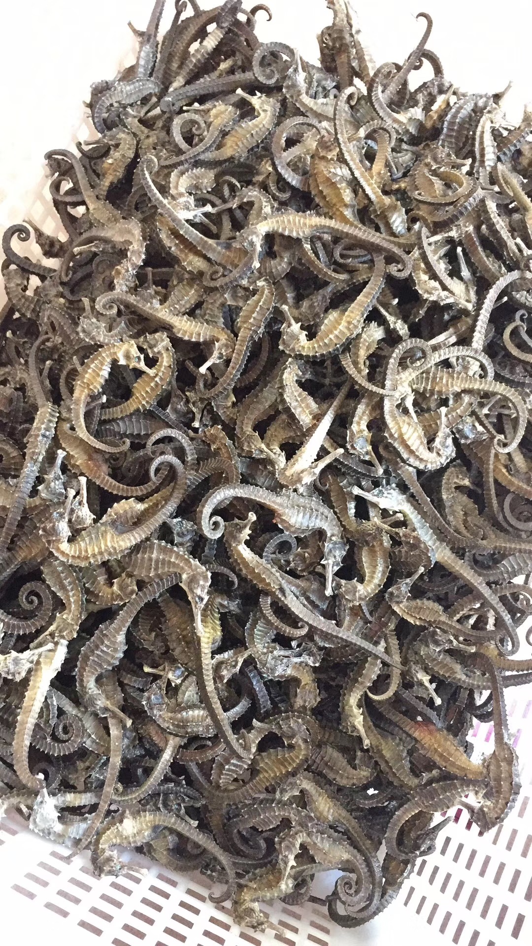 汕尾海马干货500g 广东潮汕特产地方特色年货中药材泡酒料煲汤料