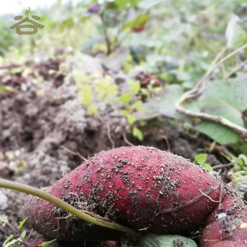 现挖新鲜红薯农家自种早餐烤地瓜营养健康粗粮山芋黄心甜番薯5斤