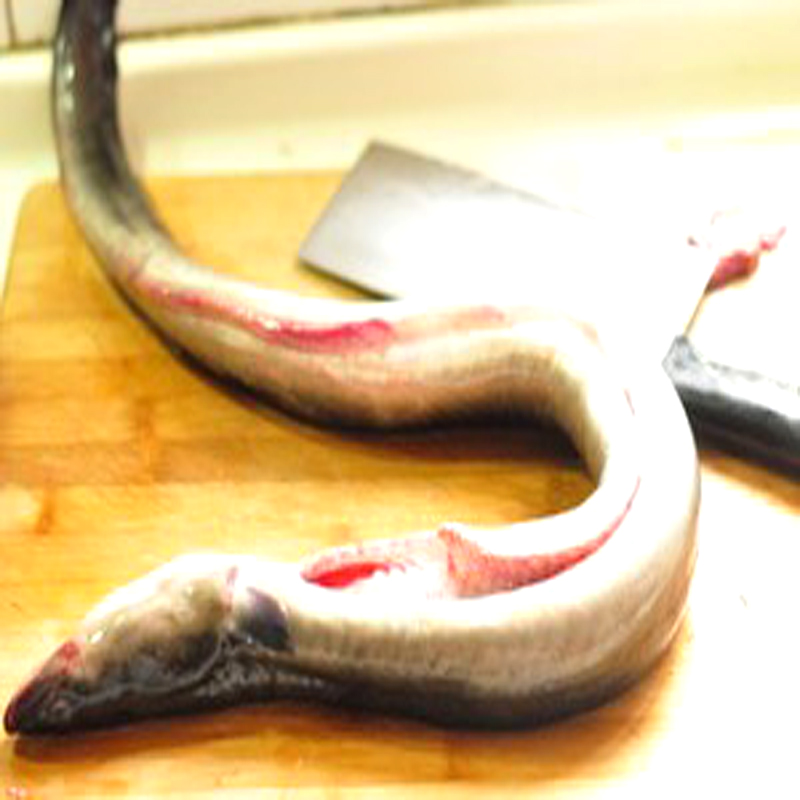 潮汕尾特产 新鲜生猛白鳝鲜活鳗鲡青鳝白鳗鳗鱼淡水鳗白麻配好料