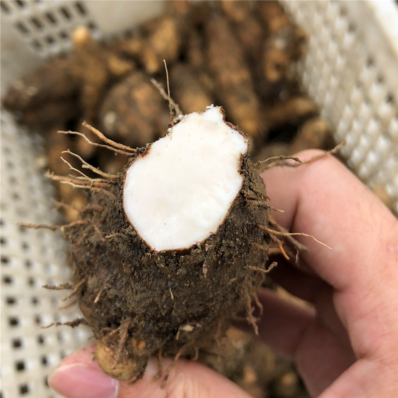 潮汕姜薯 特产姜茨 现挖发货大溪姜署甜汤/清爽滑口 新鲜1斤包邮