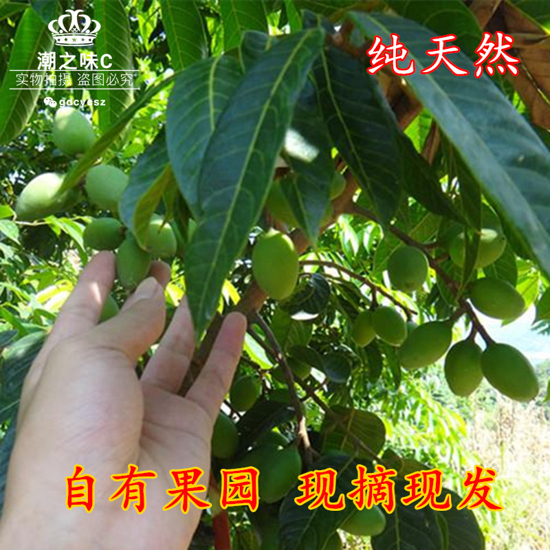 潮汕特产甘香黄橄榄 新鲜生青果 新鲜生橄榄 现摘现发橄榄包邮