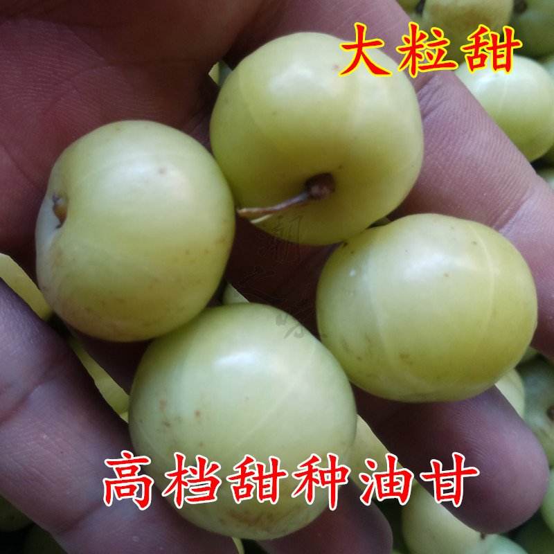 潮汕甜种油甘子 大粒甜酸涩度低 新鲜余甘子滇橄榄油柑果500g包邮