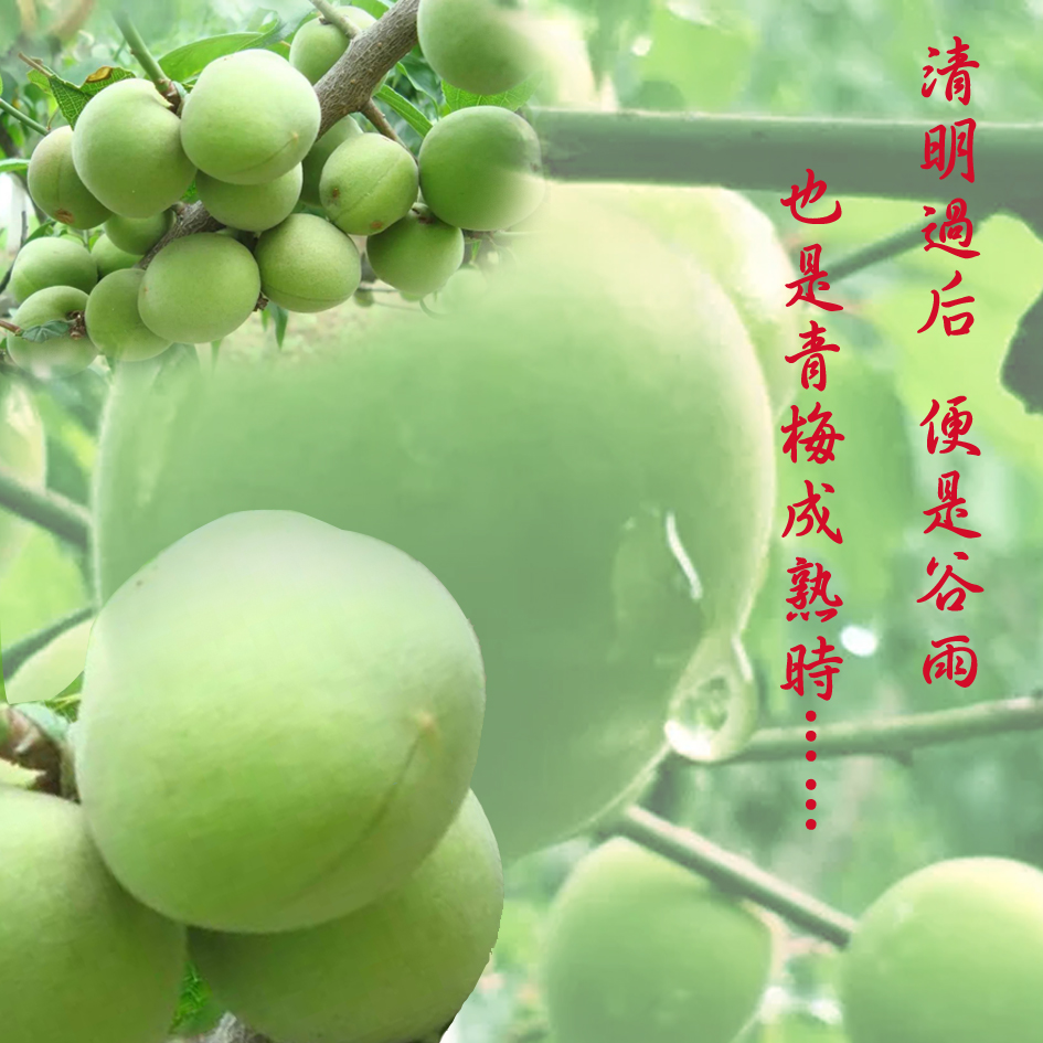 梅峰食品系列香蜜梅潮汕风味梅子休闲食品