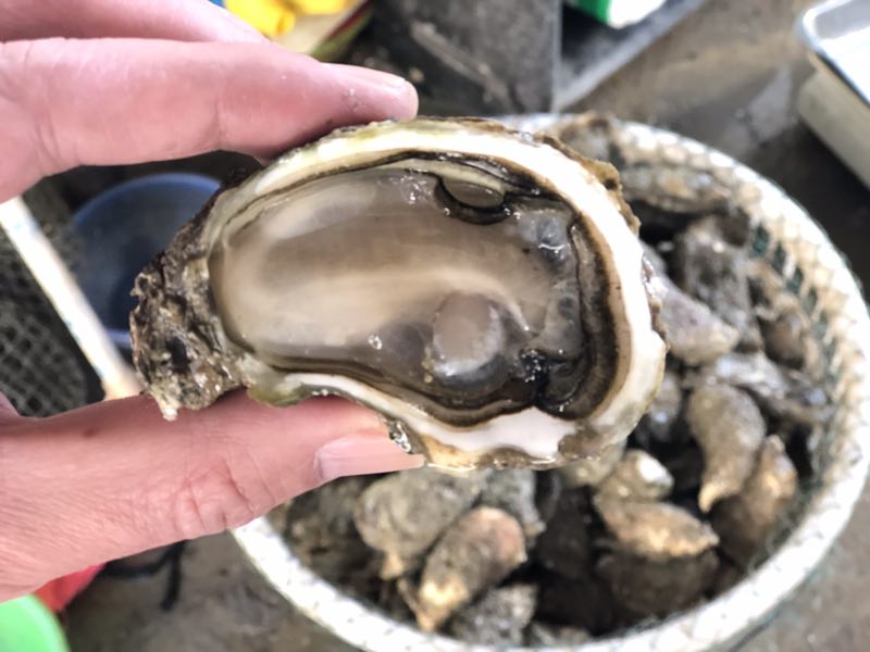 阿部 潮汕特产 饶平汫洲生蚝 新鲜牡蛎 新鲜肥美 广东省内包邮