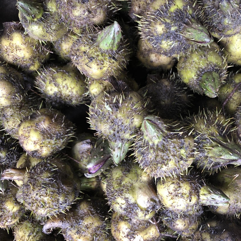 2018潮州东凤 新鲜农家自产 芡实 鸡头米 欠实500g包邮 苏州南塘