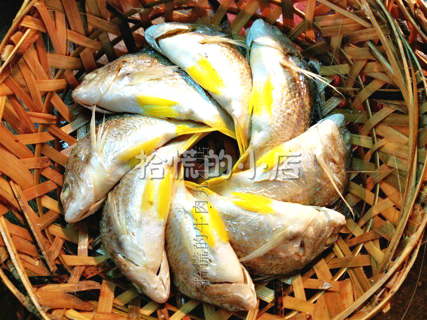 500克 潮汕特产鱼饭 新鲜黄鳍鲷 黄墙鱼饭 清蒸海鲜