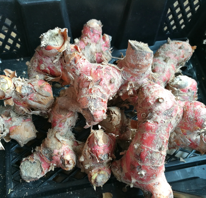 潮汕特产 新鲜南姜 南姜块 山姜 牛肉火锅羊肉煲卤味冬阴功汤配料