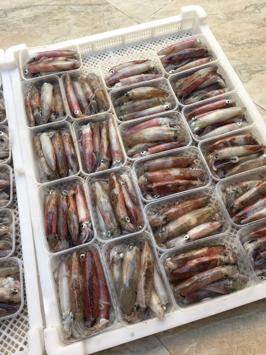 南澳特产灯照捕捞新鲜活冻小鱿鱼宅鱿生鲜1斤装13个左右顺丰包邮