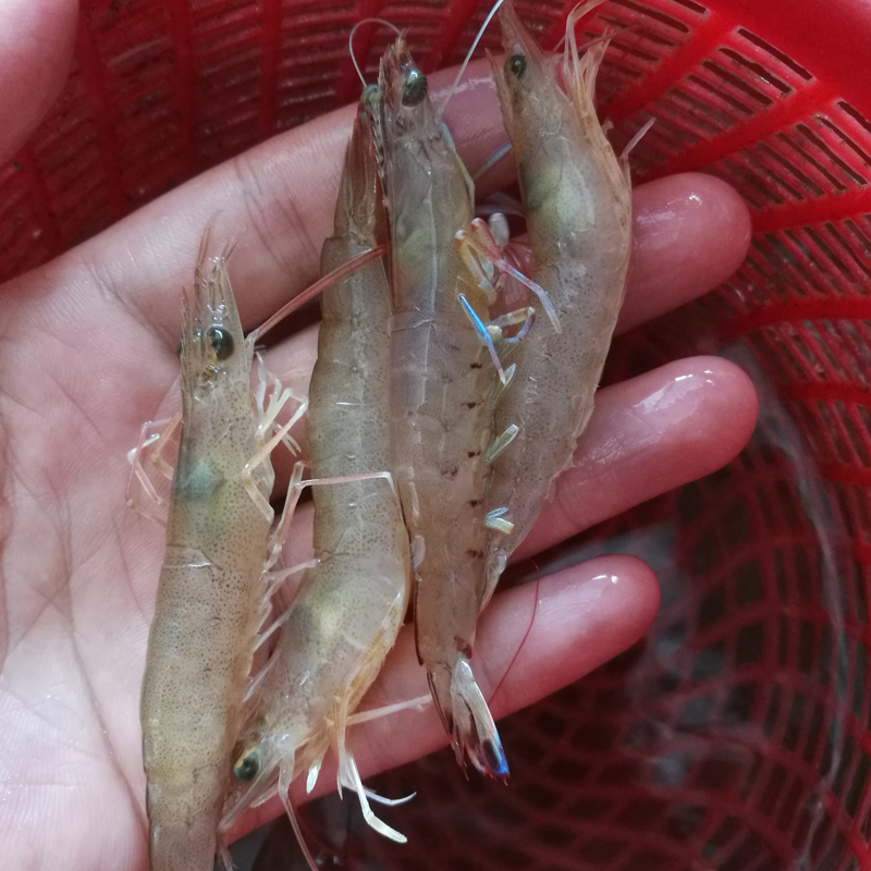 潮汕海捕野生沙虾 鲜活小海虾 对虾斑节虾 海鲜水产250g