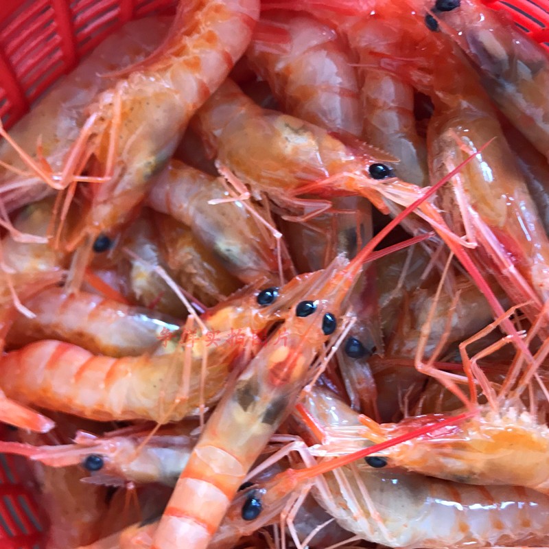 海虾红头虾250g 潮汕海鲜鸡尾虾野生红虾新鲜虾类非对虾海鲜水产