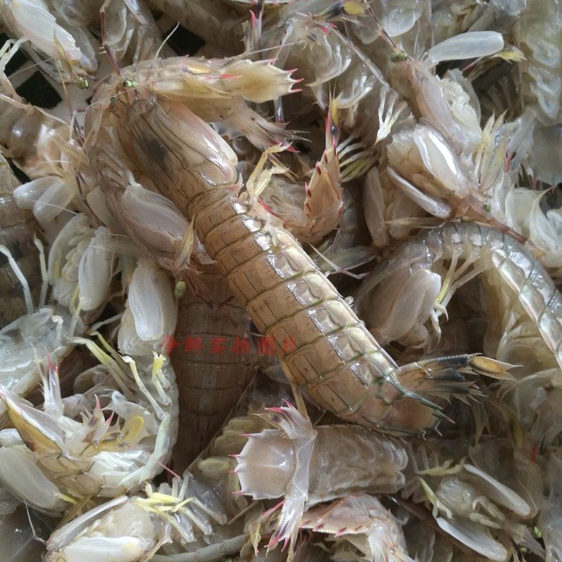 鲜活爬虾 野生皮皮虾琵琶虾 富贵虾小龙虾 虾虎濑尿虾 500g