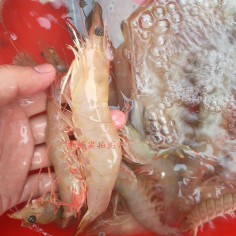 野生海鲜海虾 野生沙鲈虾鲜活海产250g