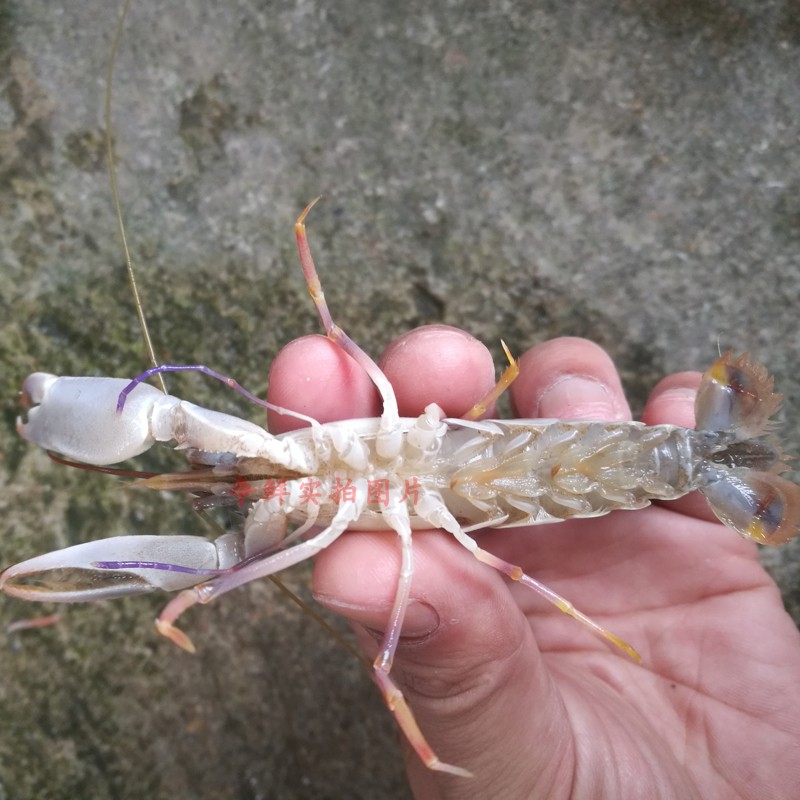 野生小龙虾 枪虾 野生海虾250g