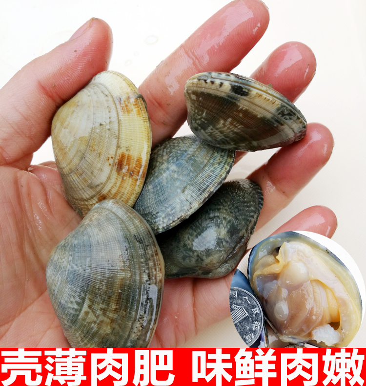 蛤蜊海鲜鲜活花蛤蜊花甲新鲜蛤蜊水产蛤蜊贝类海鲜深海贝类250g